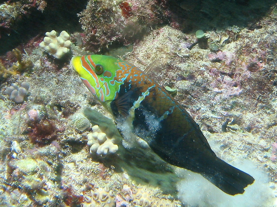 Hemigymnus fasciatus